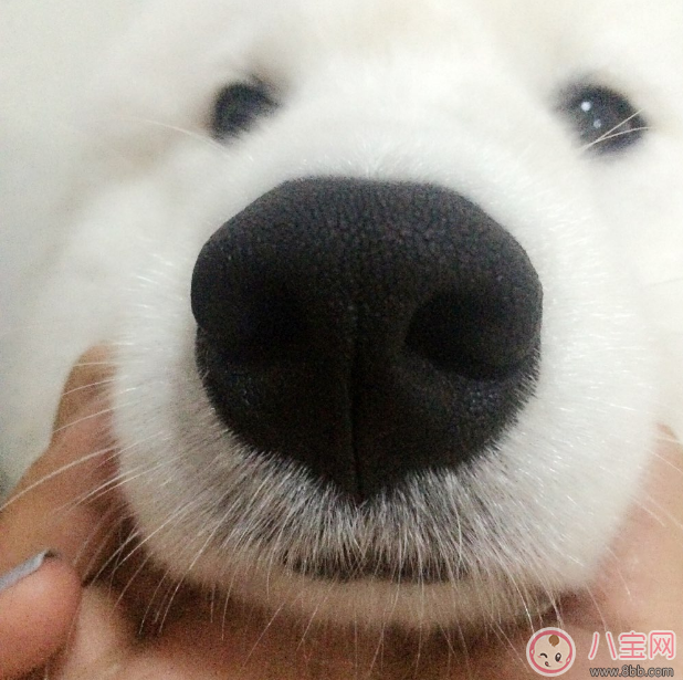 胡杏兒懷孕鼻子變大大家都說(shuō)是男孩 懷男孩特征是什么