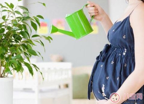 孕婦房間里可以放吊蘭嗎 吊蘭對(duì)孕婦有影響嗎(孕婦養(yǎng)吊蘭注意事項(xiàng)) 孕婦房間里可以放吊蘭嗎 吊蘭對(duì)孕婦有影響嗎(孕婦養(yǎng)吊蘭注意事項(xiàng))