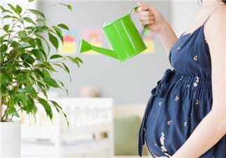 孕婦房間里可以放吊蘭嗎 吊蘭對孕婦有影響嗎(孕婦養(yǎng)吊蘭注意事項(xiàng))