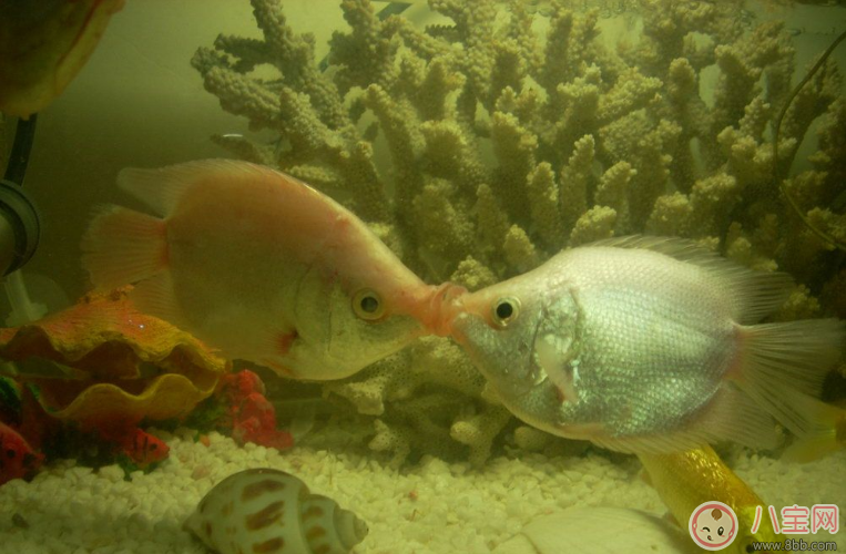 接吻高技巧玩法 接吻日一定要會