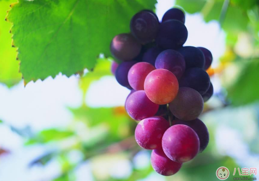 懷孕了必吃的四種水果 懷孕吃什么水果好2017 懷孕了必吃的四種水果 懷孕吃什么水果好2017