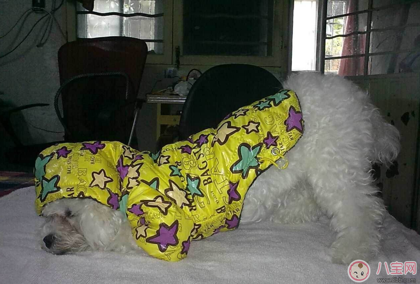 胎位不正只能剖腹產(chǎn)了嗎 怎么讓胎位不正順產(chǎn)