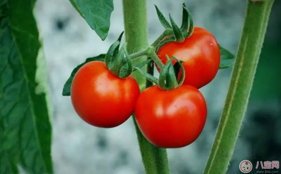 孕期惡心想吐 孕媽如何緩解 孕期惡心想吐 孕媽如何緩解