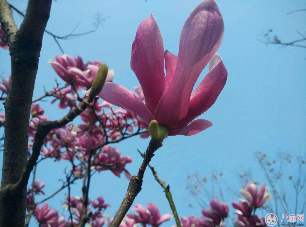 嘴巴有金屬味 是懷孕的前期癥狀 嘴巴有金屬味 是懷孕的前期癥狀