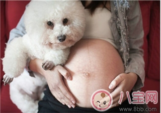 孕期家里有寵物怎么辦 孕期養(yǎng)寵物注意事項(xiàng)