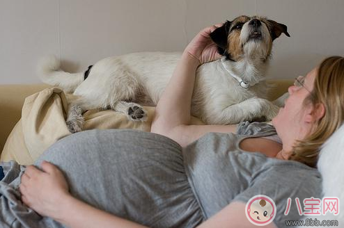 懷孕家里養(yǎng)狗了怎么辦 需要送人嗎 懷孕家里養(yǎng)狗了怎么辦 需要送人嗎