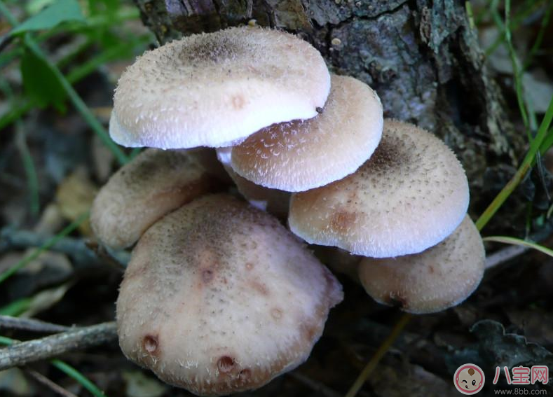 懷孕會(huì)使皮膚變差 懷孕保養(yǎng)皮膚新方法