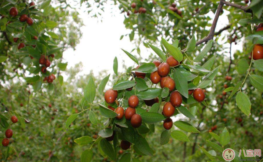 老太吃下15顆紅棗心臟驟停 正確吃紅棗才能對(duì)身體好 老太吃下15顆紅棗心臟驟停 正確吃紅棗才能對(duì)身體好