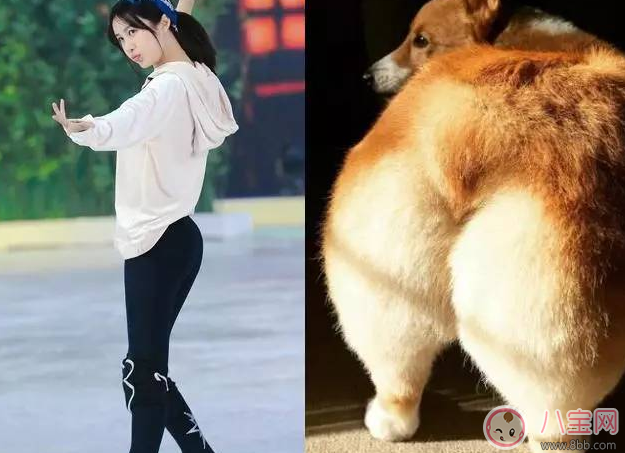 柯基臀是什么 李菲兒柯基臀怎么練出來(lái)的