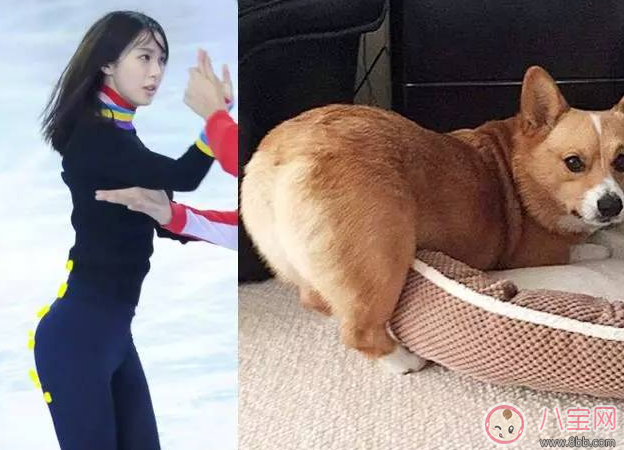 柯基臀是什么 李菲兒柯基臀怎么練出來(lái)的