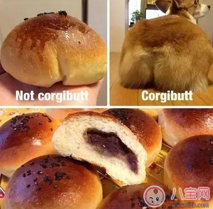 柯基臀是什么 李菲兒柯基臀怎么練出來(lái)的