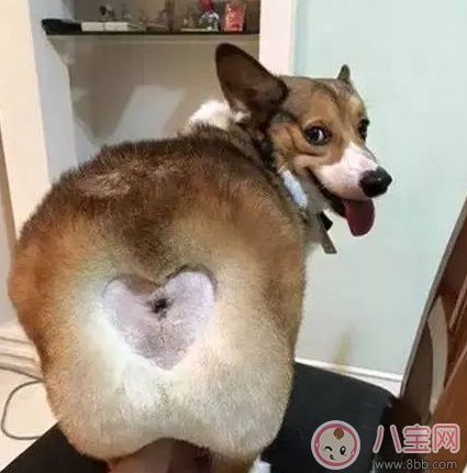 柯基臀是什么 李菲兒柯基臀怎么練出來(lái)的