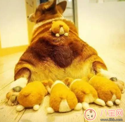 柯基臀是什么 李菲兒柯基臀怎么練出來(lái)的