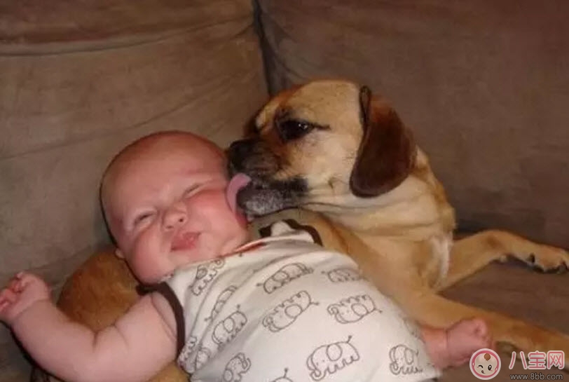 流浪狗咬傷小區(qū)業(yè)主孩子 孩子被狗咬傷怎么緊急處理傷口