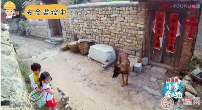 《小手牽小狗》羅志祥帶了幾位萌娃？阿拉蕾的表現(xiàn)怎么樣