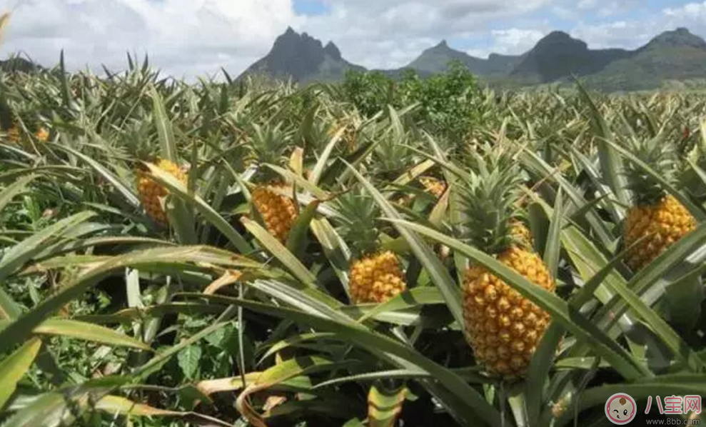 范瑋琪的寶寶也在吃 家佳樂課堂輔食寶寶口糧必囤