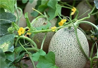 孕婦吃哈密瓜有哪些好處 孕婦吃哈密瓜的注意事項(xiàng)有哪些