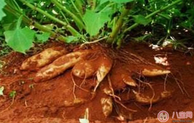 孕婦能吃雪蓮果嗎 孕婦吃雪蓮果的功效魚作用有哪些