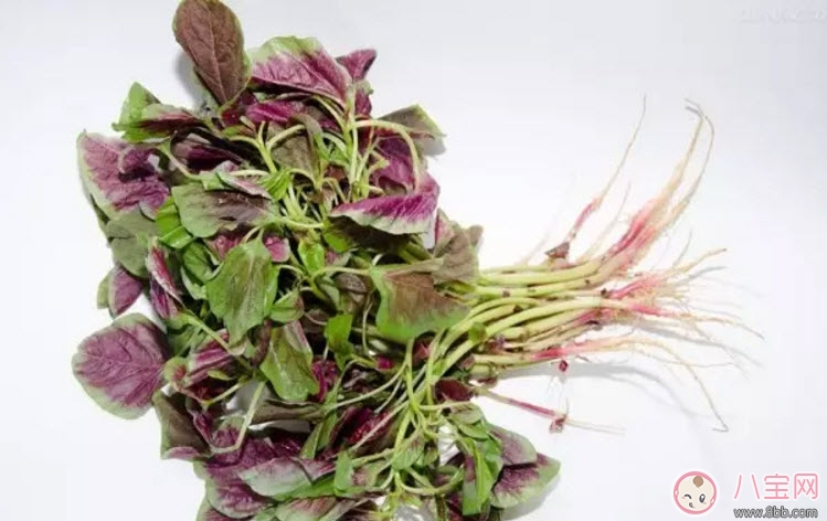 孕婦吃紅莧菜會滑胎嗎 孕婦到底能不能吃莧菜 孕婦吃紅莧菜會滑胎嗎 孕婦到底能不能吃莧菜