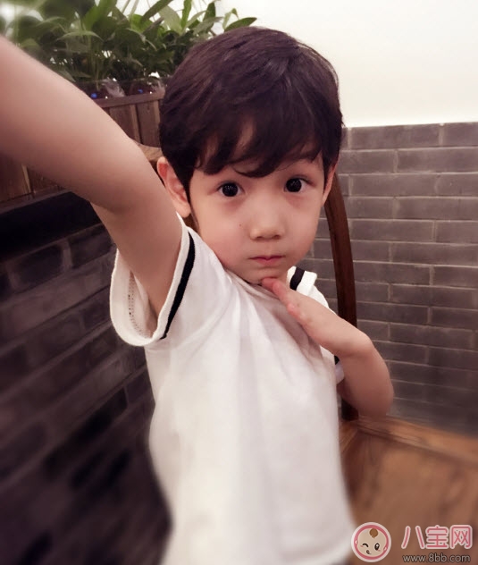 小包總楊爍兒子小毛驢照片 楊爍兒子小毛驢多大了