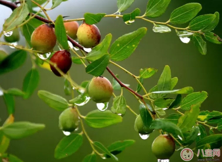 孕婦懷孕初期可以吃酸棗嗎 孕婦吃酸棗有哪些好處