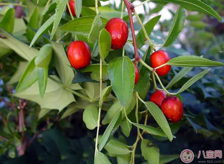 孕婦懷孕初期可以吃酸棗嗎 孕婦吃酸棗有哪些好處
