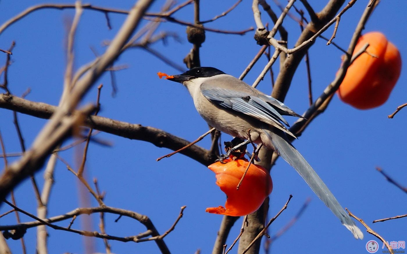 秋季吃柿子好處多 但別忘了吃柿子時(shí)還有這些禁忌