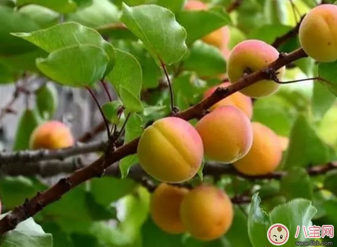 孕婦為什么不能吃杏子 孕婦吃了一個(gè)杏子怎么辦 孕婦為什么不能吃杏子 孕婦吃了一個(gè)杏子怎么辦