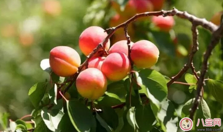 孕婦為什么不能吃杏子 孕婦吃了一個(gè)杏子怎么辦 孕婦為什么不能吃杏子 孕婦吃了一個(gè)杏子怎么辦