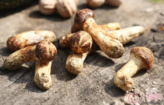 孕婦可以吃松茸嗎 適合孕婦的松茸做法