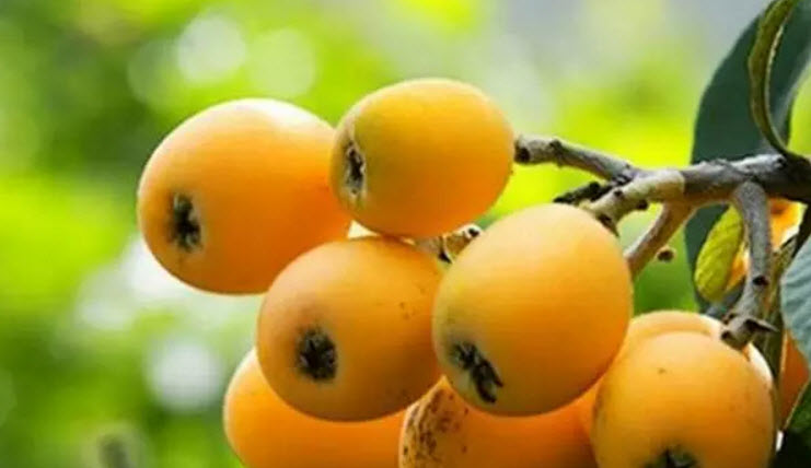 孕婦吃枇杷對胎兒好嗎 孕懷孕期間可以吃枇杷嗎 孕婦吃枇杷對胎兒好嗎 孕懷孕期間可以吃枇杷嗎