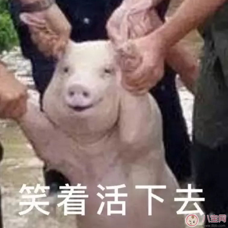 洪水救出的網(wǎng)紅小豬被做成表情包 網(wǎng)紅小豬表情包合集