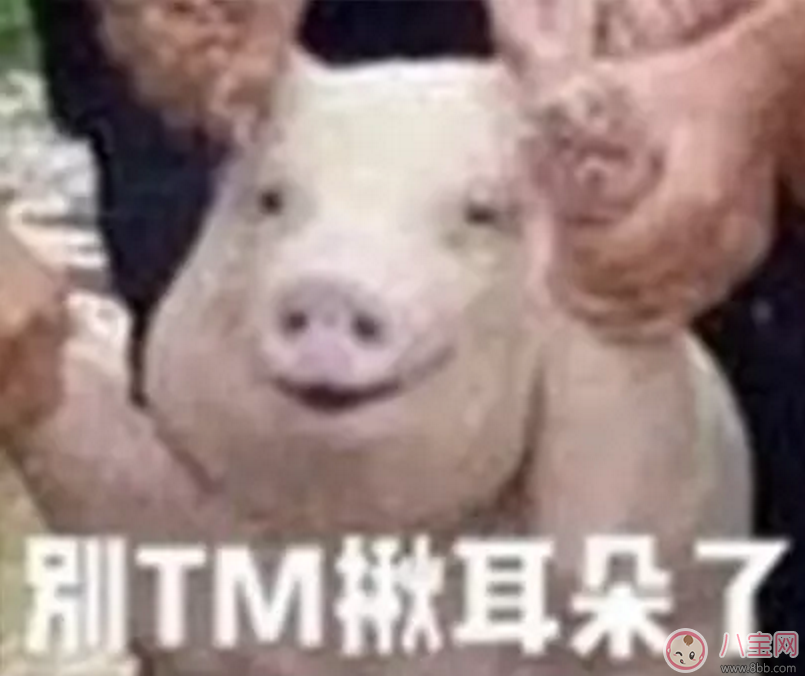 洪水救出的網(wǎng)紅小豬被做成表情包 網(wǎng)紅小豬表情包合集