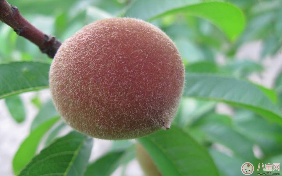 孕婦可以吃毛桃嗎 孕婦吃毛桃有什么功效 孕婦可以吃毛桃嗎 孕婦吃毛桃有什么功效