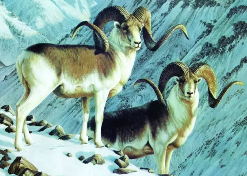 孕婦怎么吃羊肉不上火 孕婦什么時(shí)候吃羊肉最好 孕婦怎么吃羊肉不上火 孕婦什么時(shí)候吃羊肉最好