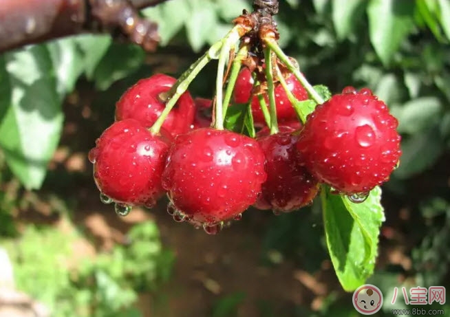 孕婦能吃櫻桃嗎 孕婦怎么吃櫻桃最營(yíng)養(yǎng)