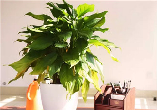 萬(wàn)年青對(duì)孕婦有影響嗎 孕婦觸碰萬(wàn)年青會(huì)有事嗎