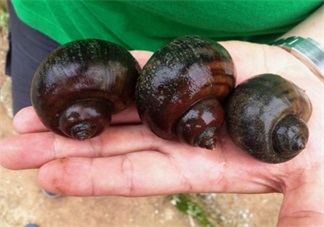 福壽螺危害極大 生活中有哪些東西最好避開(kāi)不吃