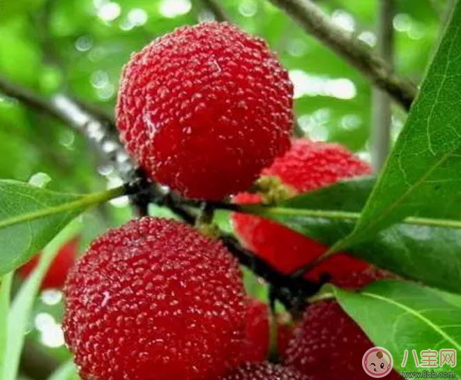 孕婦可以吃新鮮楊梅嗎 孕婦吃楊梅注意事項