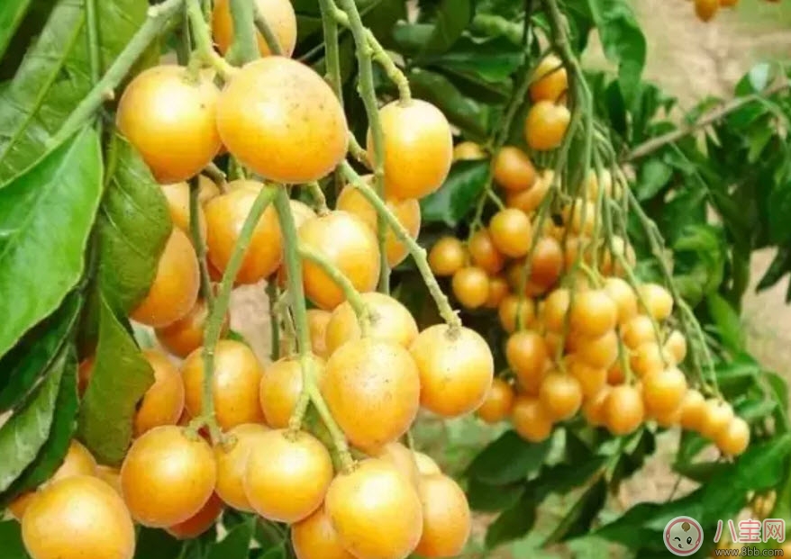 孕婦可以吃黃皮嗎 孕婦懷孕早期能不能吃黃皮果 孕婦可以吃黃皮嗎 孕婦懷孕早期能不能吃黃皮果