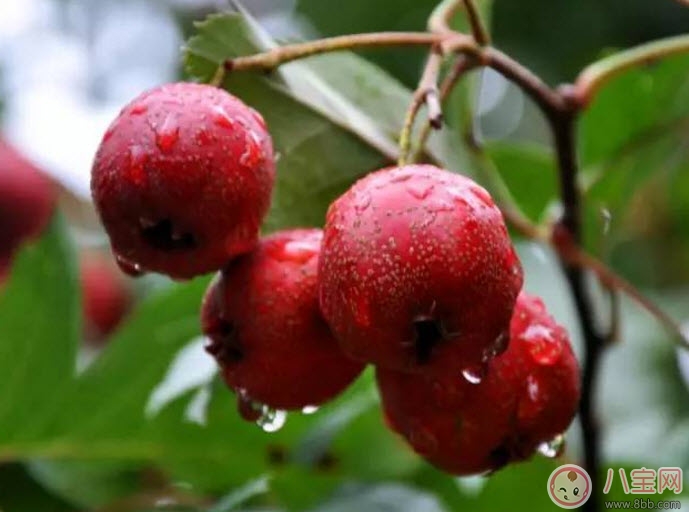 孕婦不能吃的食物清單 懷孕期間不能貪嘴多吃的5種水果 孕婦不能吃的食物清單 懷孕期間不能貪嘴多吃的5種水果