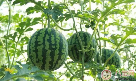 第一次寶寶吃西瓜要注意什么 夏天寶寶多大可以吃西瓜 第一次寶寶吃西瓜要注意什么 夏天寶寶多大可以吃西瓜