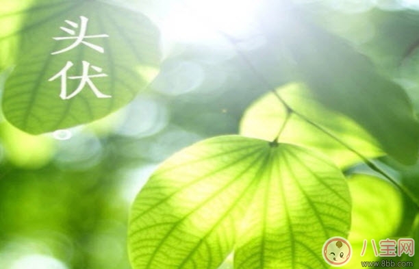 2017頭伏吃餃子 頭伏寶寶吃餃子怎么做(適合寶寶的兒童迷你水餃) 2017頭伏吃餃子 頭伏寶寶吃餃子怎么做(適合寶寶的兒童迷你水餃)