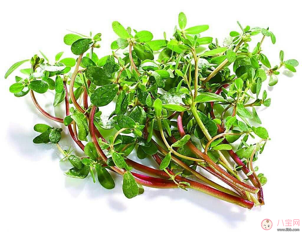 哺乳期間可以吃馬齒莧嗎 怎么吃馬齒莧好 哺乳期間可以吃馬齒莧嗎 怎么吃馬齒莧好