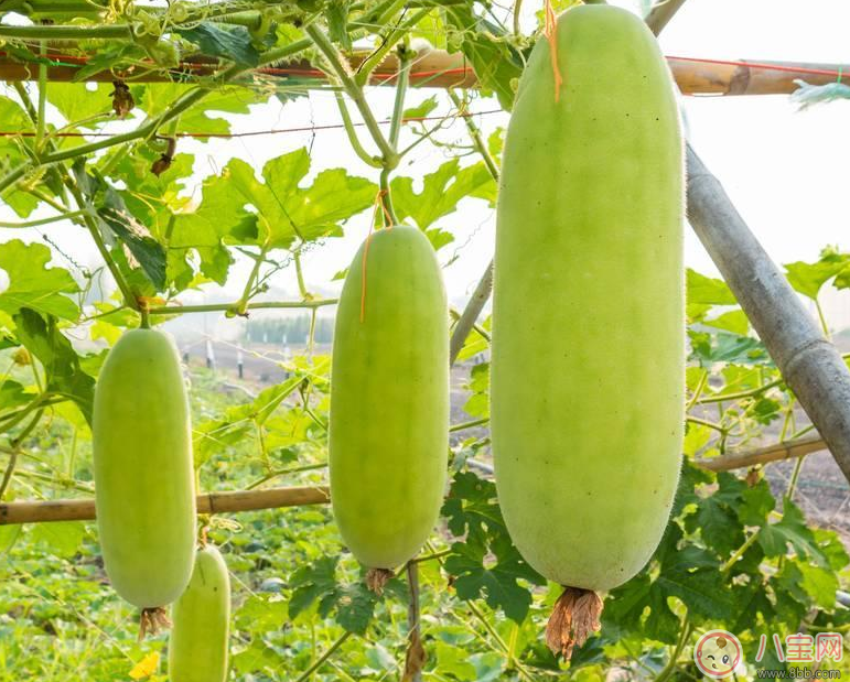 夏季第一瓜懷孕的人能吃嗎 孕婦夏天吃冬瓜有什么好處
