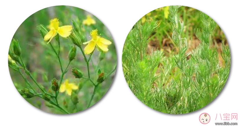 新生兒黃疸洗什么中藥好 新生兒黃疸推拿方法 新生兒黃疸洗什么中藥好 新生兒黃疸推拿方法