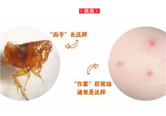 寶寶被跳蚤咬了癥狀圖片 寶寶被跳蚤咬和蚊子咬癥狀對比圖片區(qū)別