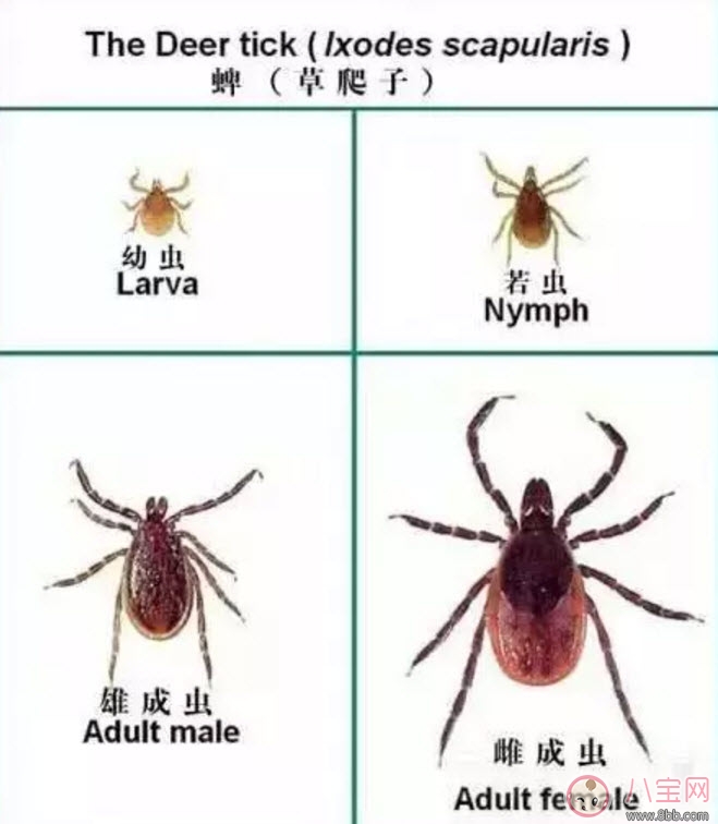 寶寶被蜱蟲咬了癥狀圖片 寶寶被蜱蟲咬和蚊子咬癥狀對比圖片區(qū)別 寶寶被蜱蟲咬了癥狀圖片 寶寶被蜱蟲咬和蚊子咬癥狀對比圖片區(qū)別