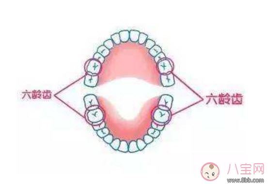寶寶的六齡齒會換掉嗎 寶寶乳牙里的六齡牙終生不換