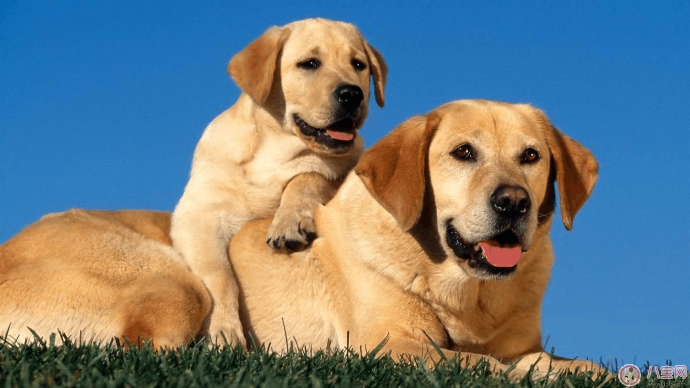 寵物攻擊性測(cè)試方法 寶寶被寵物咬傷的正確處理  